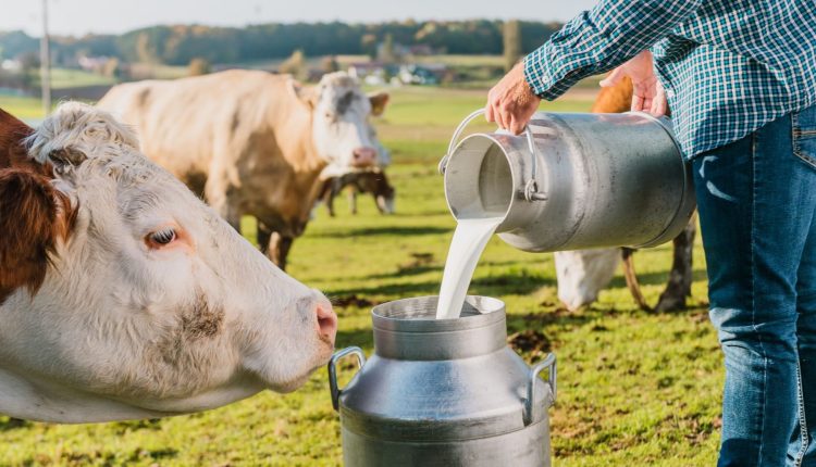 Segredos da alimentação para alcançar picos extraordinários na produção de leite