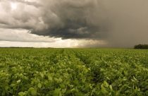 Brasil enfrenta extremos de chuva e seca na reta final da safra de soja