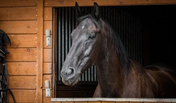 Tétano em equinos: conheça os riscos, formas de prevenção e tratamento 