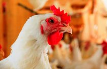 FRANGO/CEPEA: Como já previsto pelo Cepea, exportação renova recorde em 2025