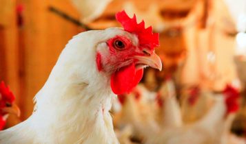 FRANGO/CEPEA: Como já previsto pelo Cepea, exportação renova recorde em 2025