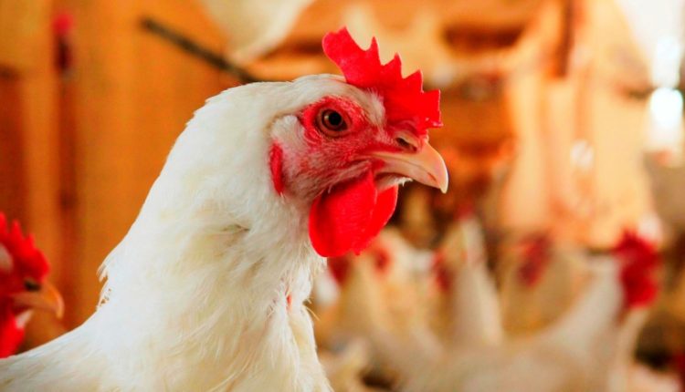 Perspectiva é positiva para os preços da carne de frango