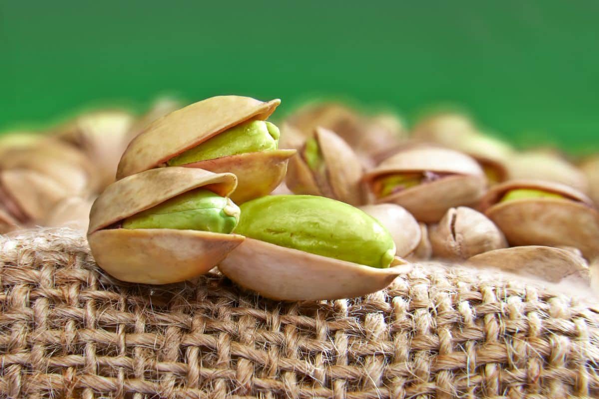 Pistache: Descubra o que é, seus benefícios e como cultivá-lo