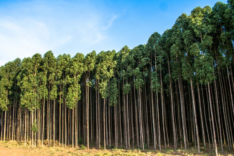 Com investimentos estrangeiros, Paraguai quer transformar suas terras em Ouro Verde