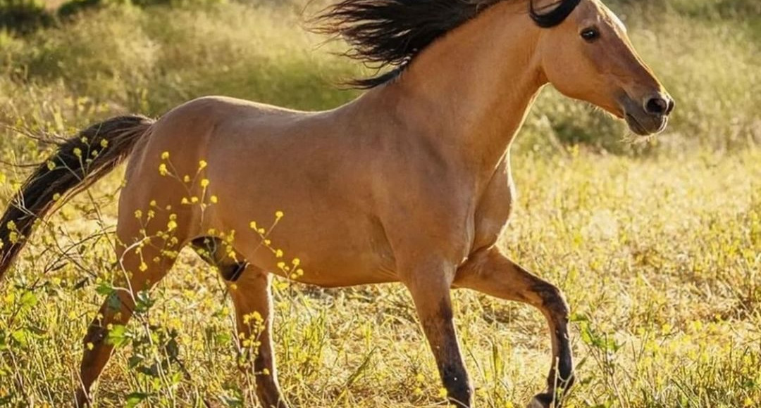 Mustang que inspirou o filme 'Spirit' celebra 29 anos de história