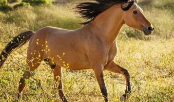 Mustang que inspirou o filme 'Spirit' celebra 29 anos de história