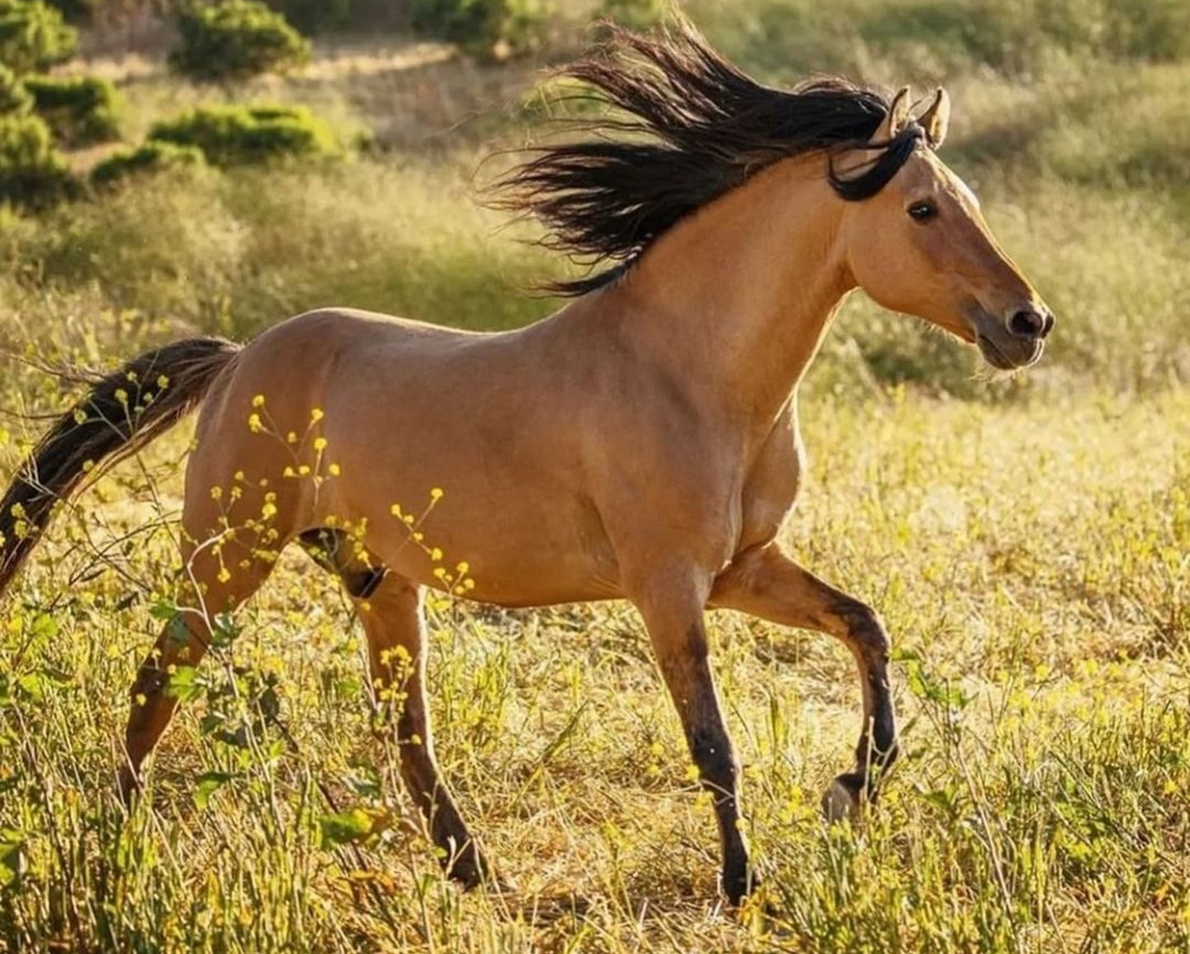 Mustang que inspirou o filme 'Spirit' celebra 29 anos de história