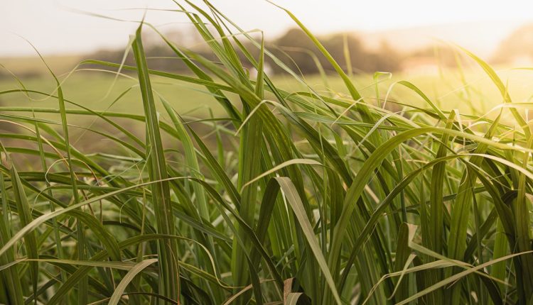 Bicudo-da-cana desafia o setor sucroenergético e pode comprometer até 30 toneladas por hectare