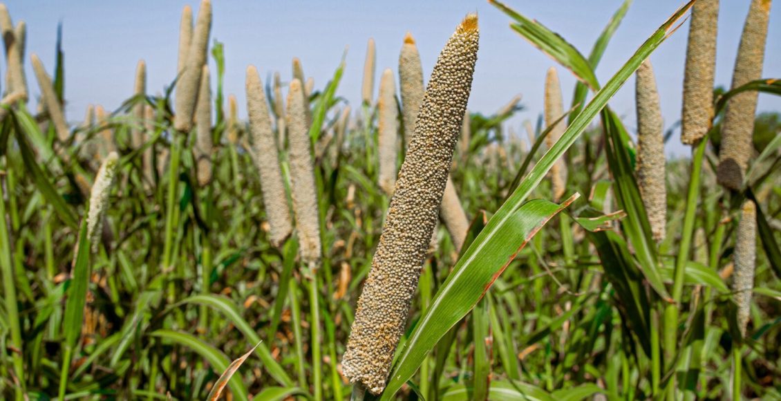 Milheto: guia de cultivo e benefícios para a agropecuária