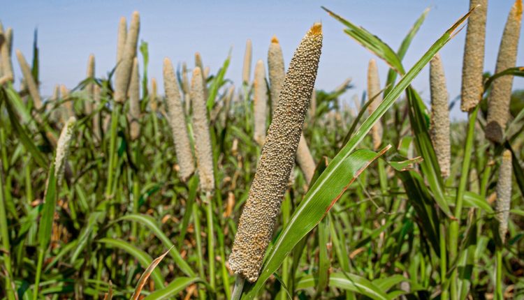 Milheto: guia de cultivo e benefícios para a agropecuária