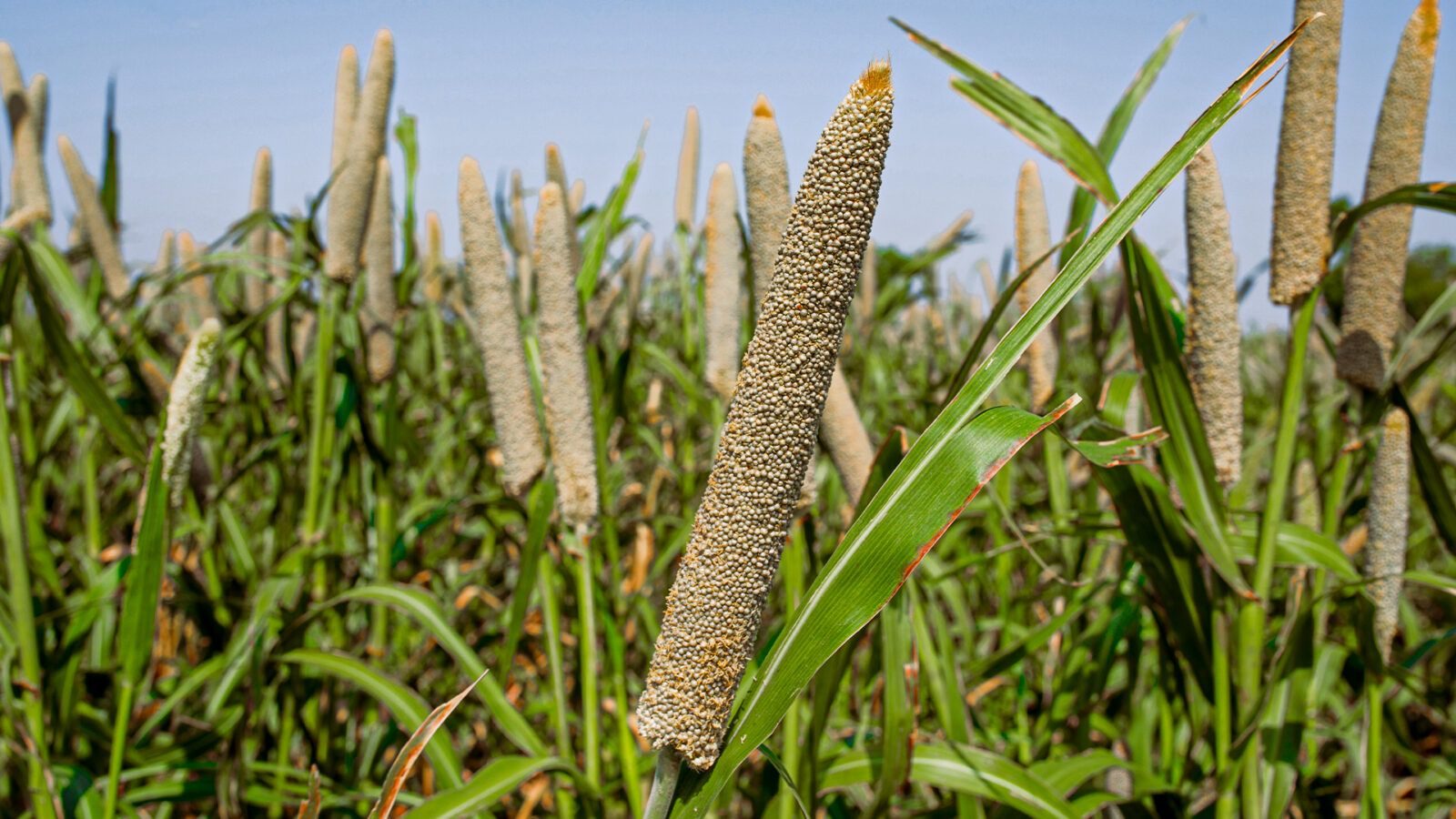 Milheto: guia de cultivo e benefícios para a agropecuária