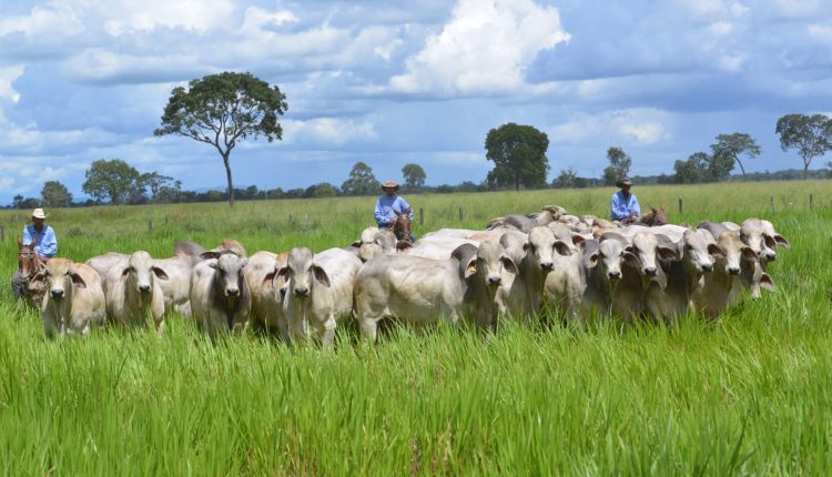 Inovação tecnológica permite monitoramento preciso de emissões na pecuária de corte