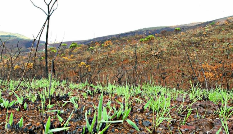 Após queimadas, rebrota do capim cria "ilusão de ótica", escondendo solo pobre e sem nutrientes essenciais