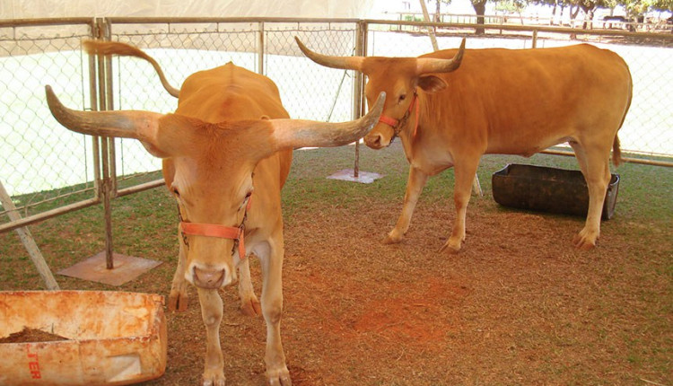 Sancionada a regulamentação da clonagem de animais