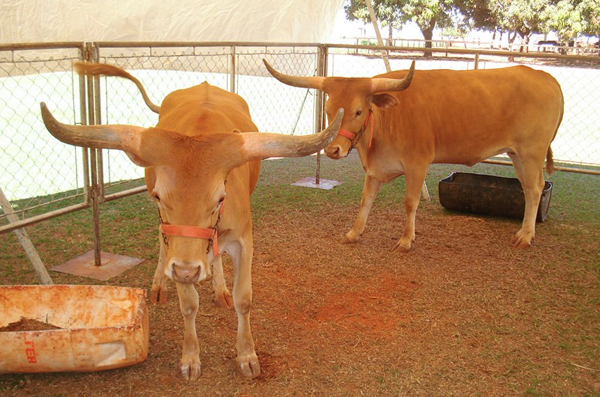 Sancionada a regulamentação da clonagem de animais