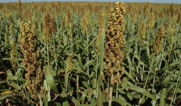 lavoura de sorgo pendoando
