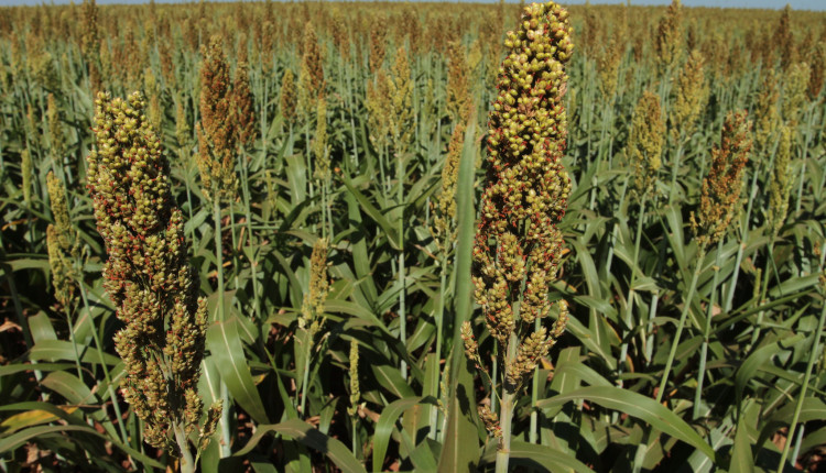 lavoura de sorgo pendoando