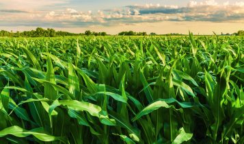 Governo lança Plano Safra da Agricultura Familiar com R$ 89 bilhões