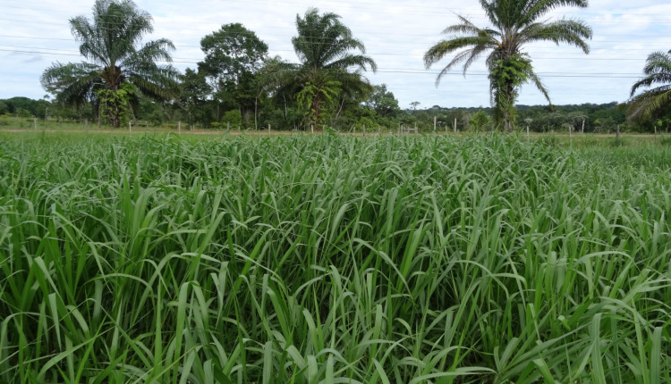 panicum Pastagem de qualidade --Judson-Ferreira-Valentim-Embrapa