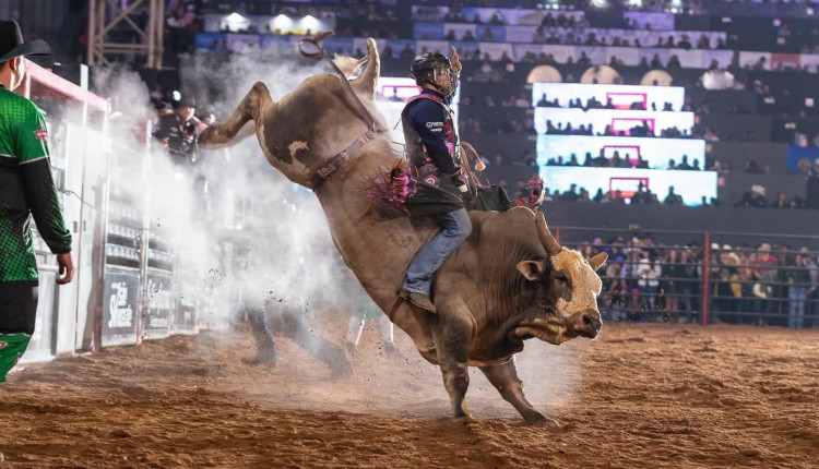 peao de rodeio em touro de pulo - pbr