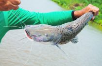 Piracema: pesca está proibida no rios do Mato Grosso do Sul