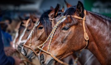 raca de cavalos crioulo - cabeca de cavalo