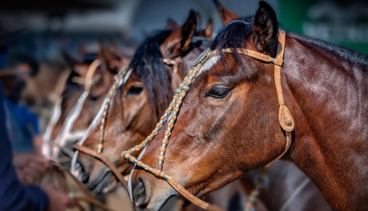 raca de cavalos crioulo - cabeca de cavalo