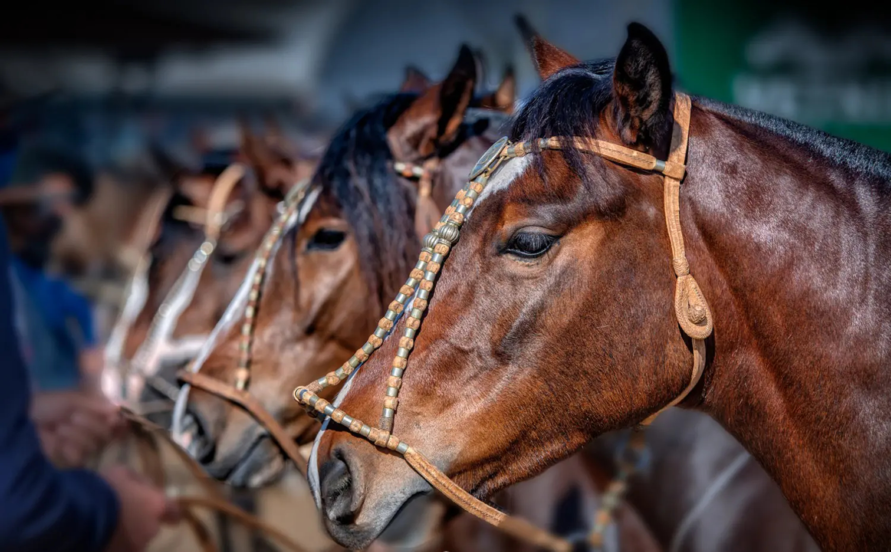 raca de cavalos crioulo - cabeca de cavalo