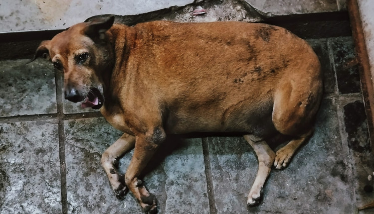 relacao da obesidade em pets com o sobrepeso dos tutores - cachorro gordo obesorelacao da obesidade em pets com o sobrepeso dos tutores - cachorro gordo obeso