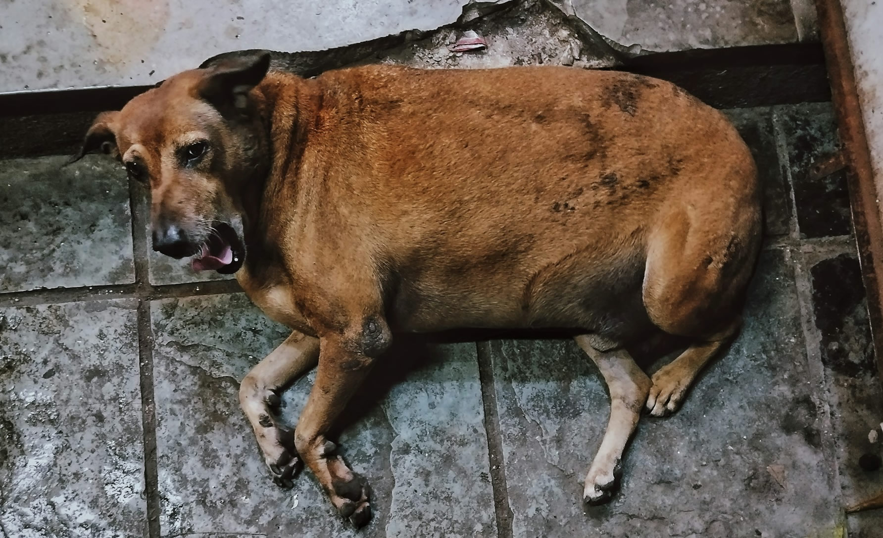 relacao da obesidade em pets com o sobrepeso dos tutores - cachorro gordo obesorelacao da obesidade em pets com o sobrepeso dos tutores - cachorro gordo obeso