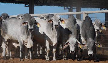 touros da raca tabapua em confinamento - fotao