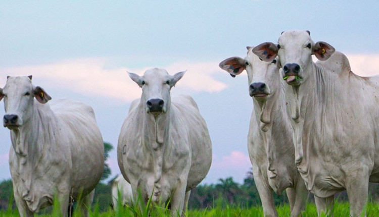 Gestão financeira e aquisição de crédito nas mãos do pecuarista