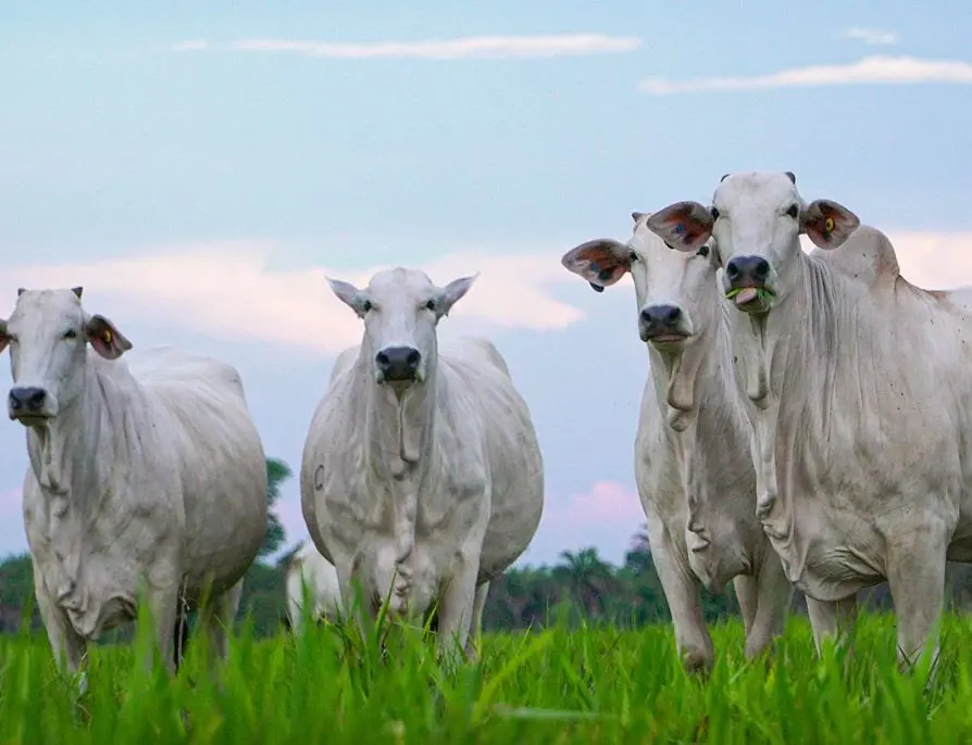 Gestão financeira e aquisição de crédito nas mãos do pecuarista