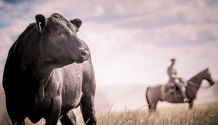 Nova plataforma reúne dados da cadeia produtiva da carne bovina