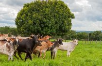Vacinação contra raiva em herbívoros e declaração de rebanho começam em Goiás