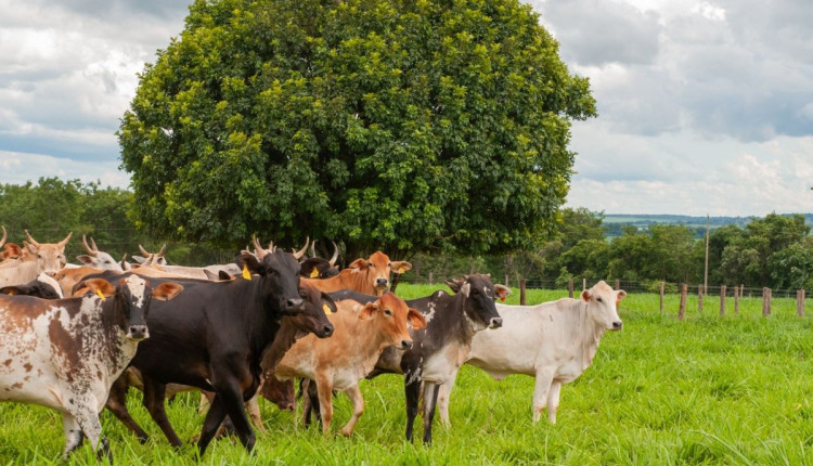 Vacinação contra raiva em herbívoros e declaração de rebanho começam em Goiás