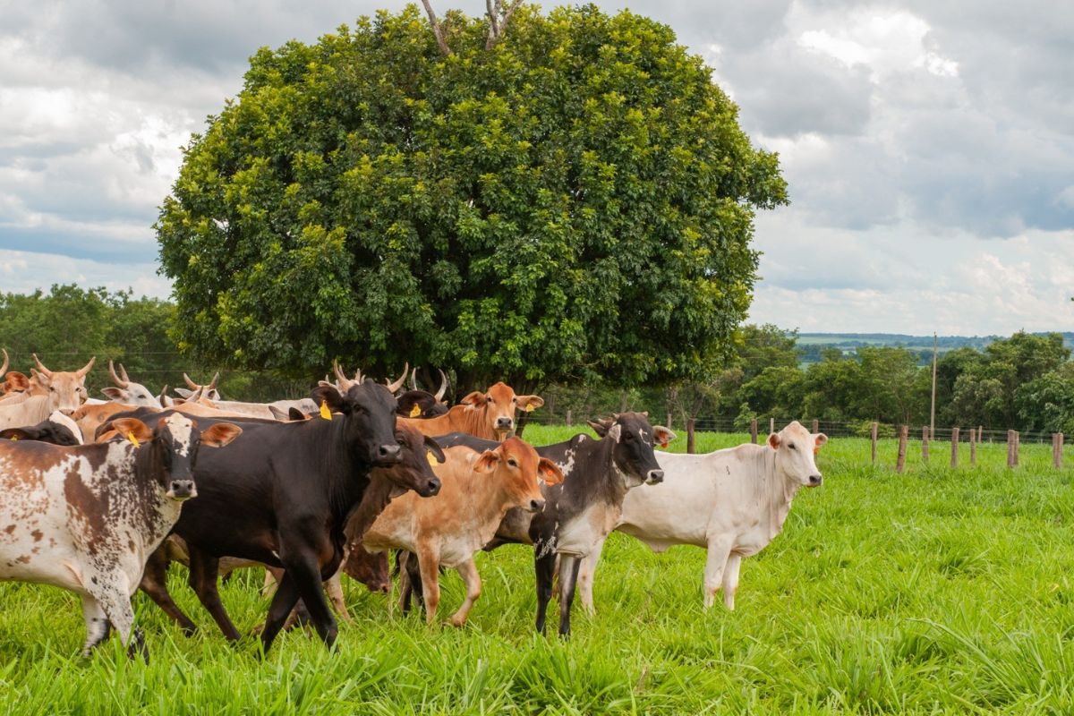 Vacinação contra raiva em herbívoros e declaração de rebanho começam em Goiás