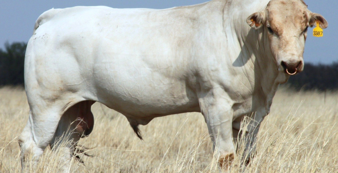 raça Chianina