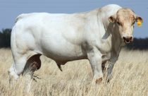 raça Chianina - O ancestral dos bifes: Conheça o Chianina, o boi gigante que produz a verdadeira Bisteca Fiorentina
