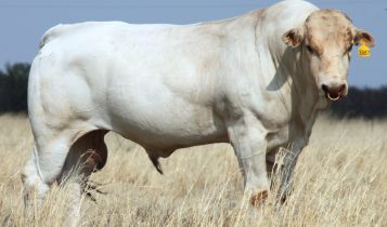 raça Chianina - O ancestral dos bifes: Conheça o Chianina, o boi gigante que produz a verdadeira Bisteca Fiorentina