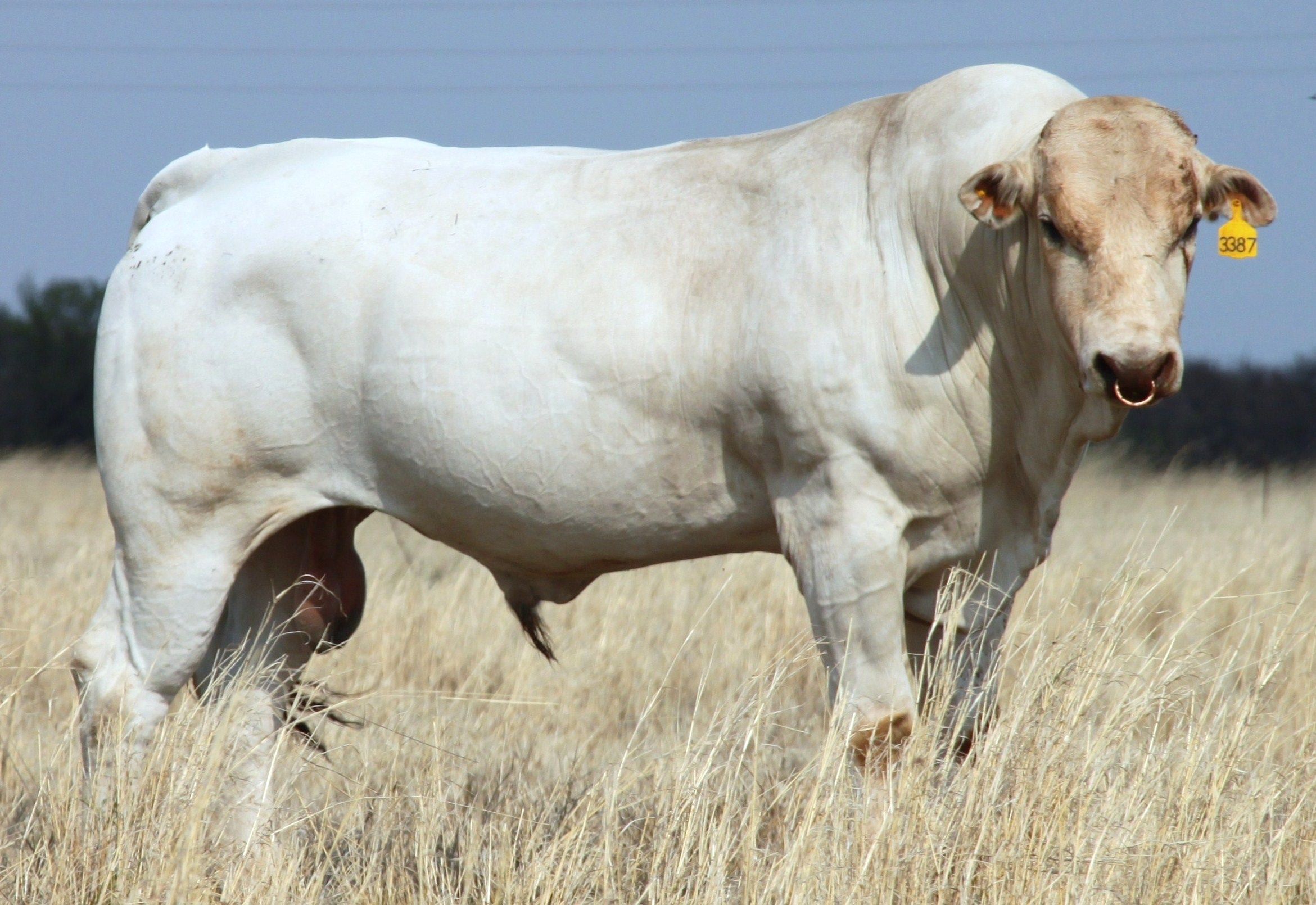 raça Chianina