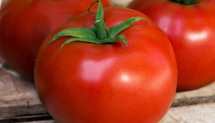 Produtores do Espírito Santo buscam tomate híbrido para lavouras com alto percentual de frutos AA