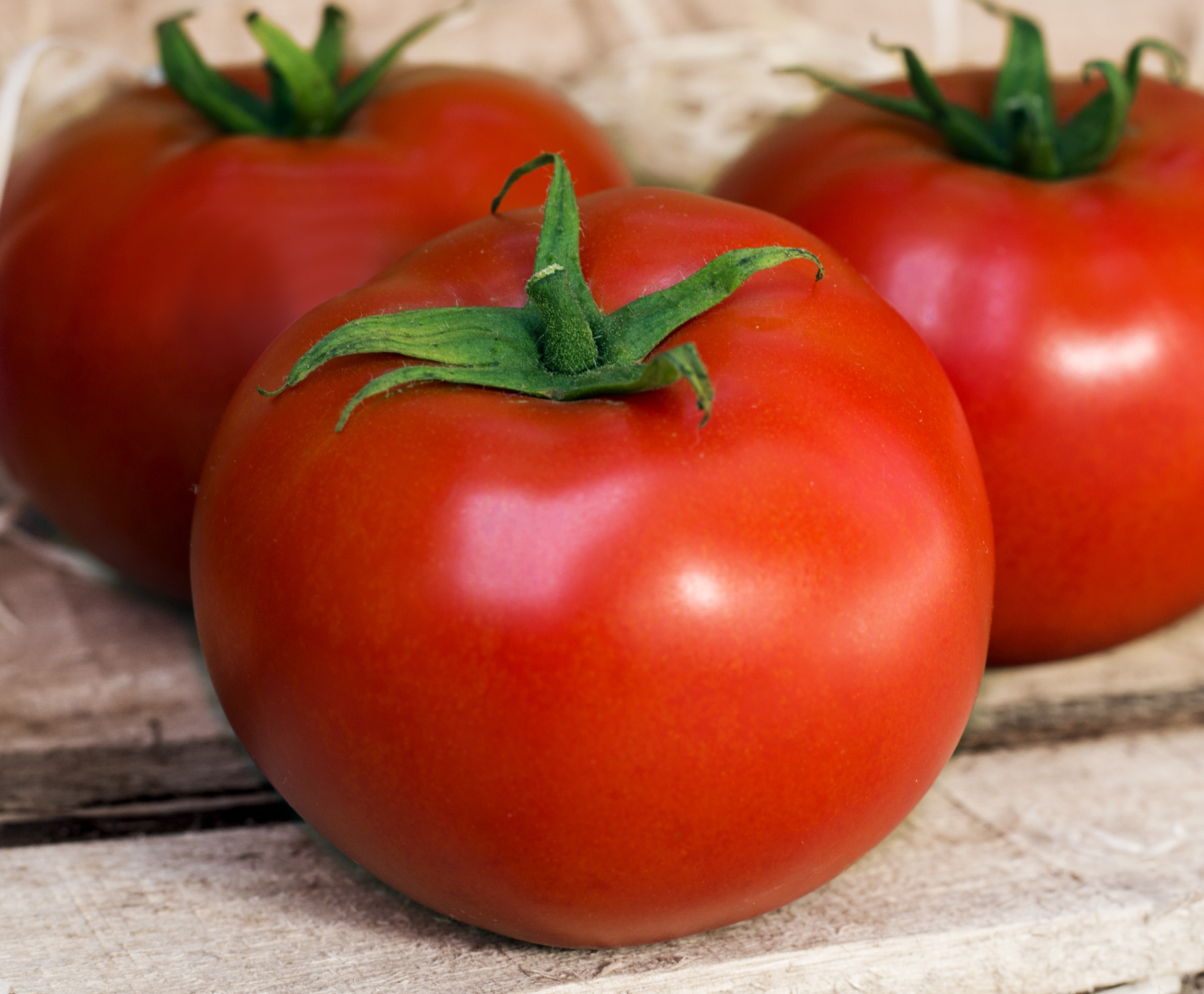 Produtores do Espírito Santo buscam tomate híbrido para lavouras com alto percentual de frutos AA