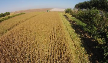 Colheita do milho de segunda safra em area de ILPF na Embrapa Agrossilvipastoril - em Sinop MT