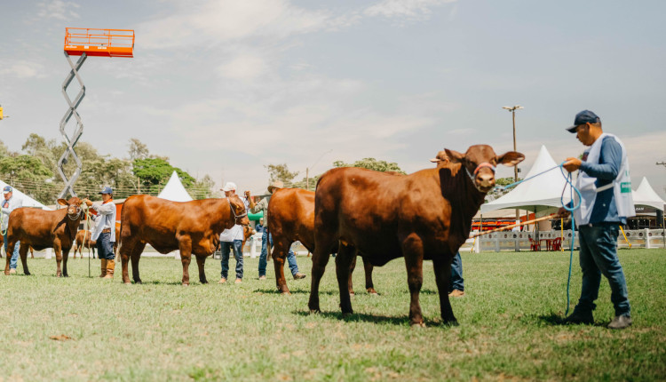 Feira promoveu julgamentos leiloes e desfiles na pista de julgamento