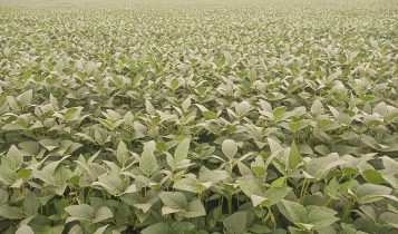 Plantio de soja no Piauí ultrapassa 90%; confira dados da Aprosoja