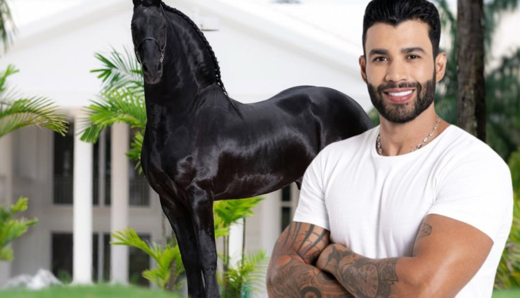 Gusttavo Lima Friesian