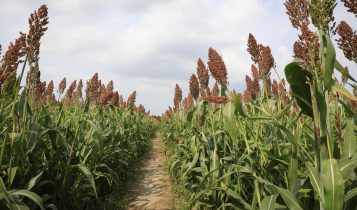 Sorgo granífero: potencial econômico e inovações tecnológicas impulsionam área plantada no Brasil