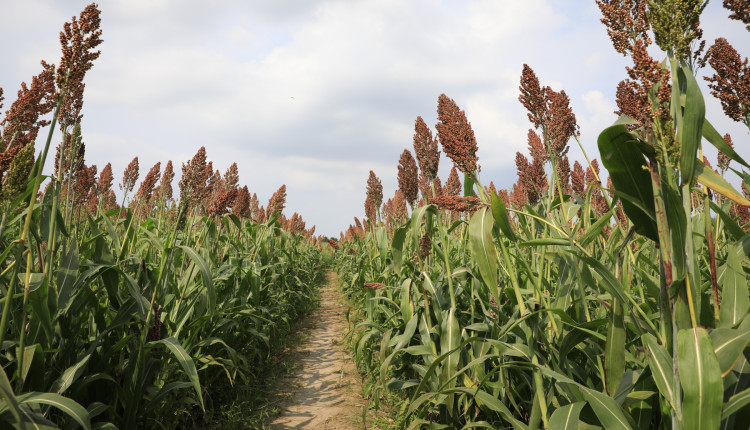 Sorgo granífero: potencial econômico e inovações tecnológicas impulsionam área plantada no Brasil