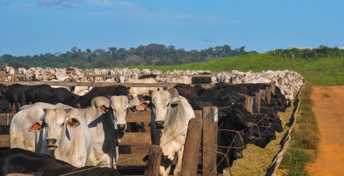 Rally da Pecuaria - Confinamento de gado nelore e f1